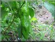 large green chili pepper