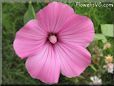 pink Lavatera pictures