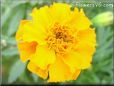 marigold orange flower