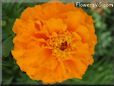 orange marigold flower