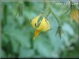 tomato blossom