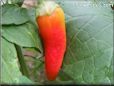 red yellow pepper  pictures