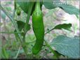 large green chili pepper