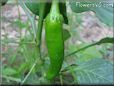 large green chili pepper