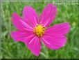 purple cosmos flower