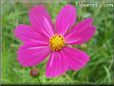 purple cosmos flower