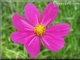 purple cosmos flower
