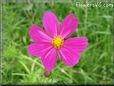 purple cosmos flower