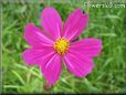 purple cosmos flower
