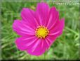 purple cosmos flower