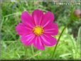 purple cosmos flower