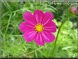 purple cosmos flower