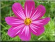 purple pink cosmos flower