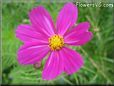 purple cosmos flower