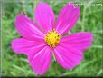 purple cosmos flower