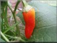  red yellow pepper