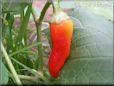 red yellow pepper