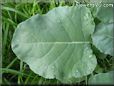 broccoli leaf