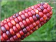 colored corn