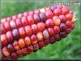  colored corn pictures