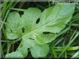 watermelon leaf