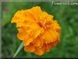 orange marigold flower