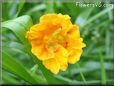 marigold orange flower