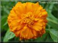 orange marigold flower