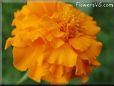 orangemarigold flower