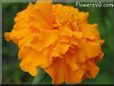 orange marigold flower