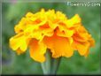marigold orange flower