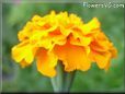 marigold orange flower