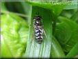 white hoverfly