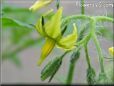 tomato flower