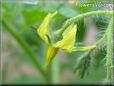 tomato flower