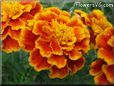 marigold orange yellow red