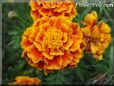 orange red marigold flower