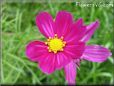 purple cosmos flower
