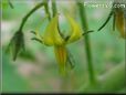 tomato flower