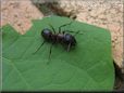 ant