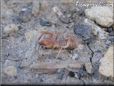 camel spider pic