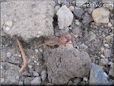picture of camel spider