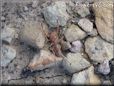 the camel spider