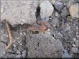 desert camel spider