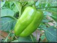 bell pepper