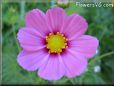 pink maroon cosmos flower picture