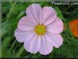 pink cosmos flower picture