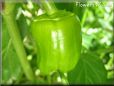 large green bell pepper