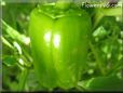 large green bell pepper