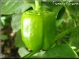 large green bell pepper